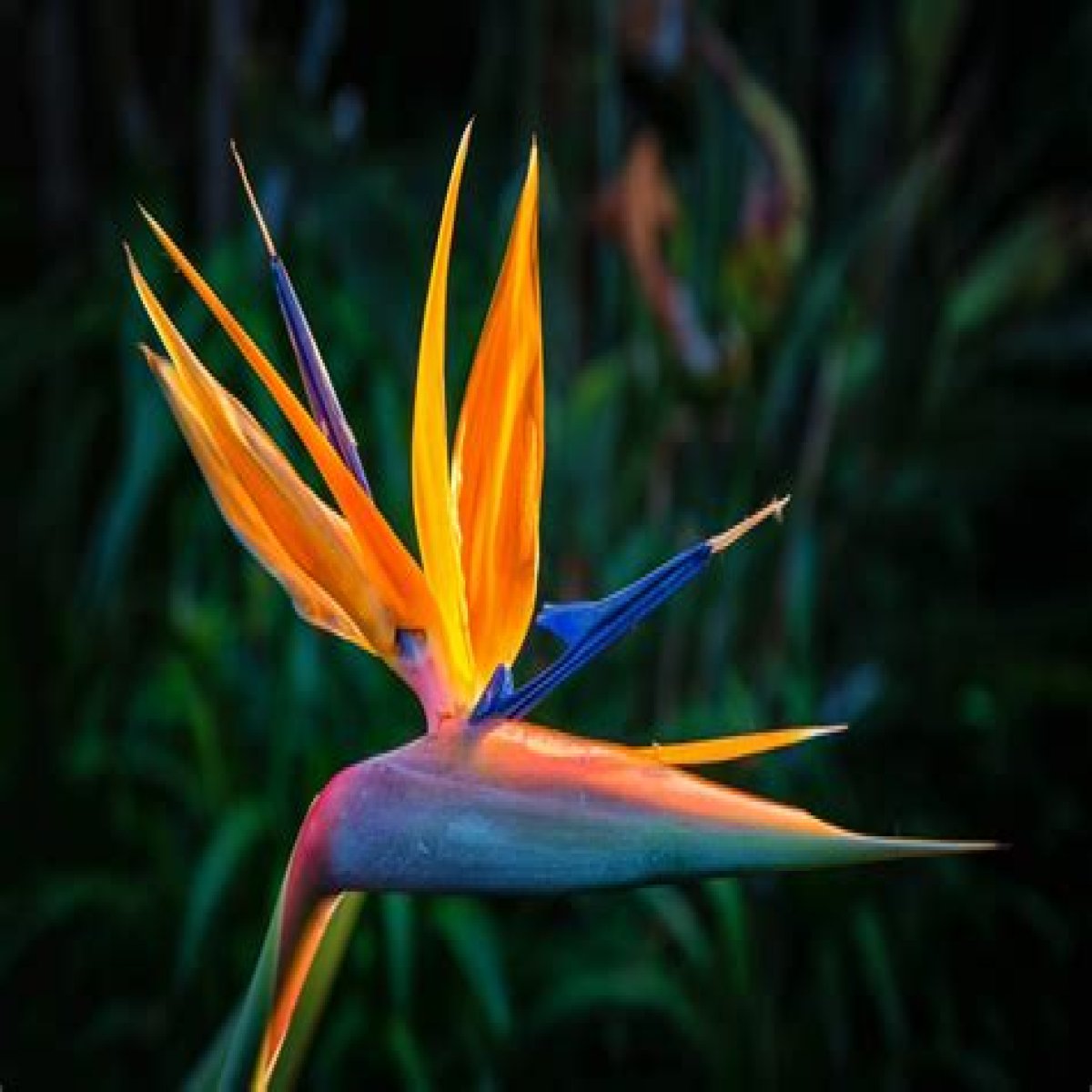 The 10 Most Beautiful Flowers in The World